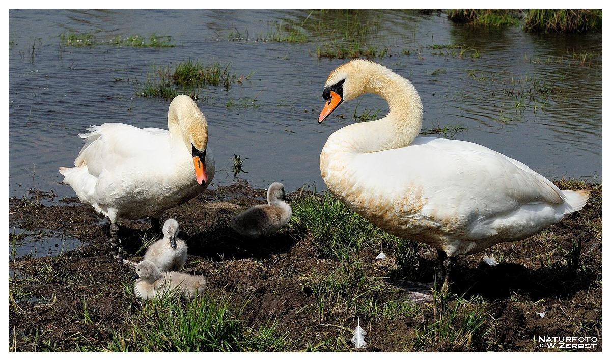 - Eine Schwanen Familie in England -