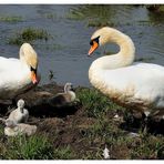 - Eine Schwanen Familie in England -