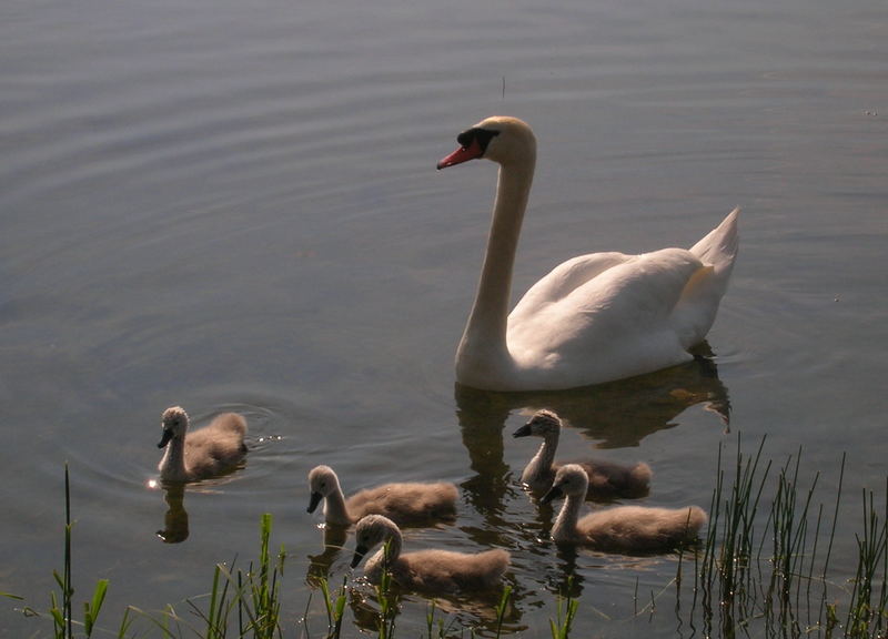 Eine Schwanenfamilie an der Möhne