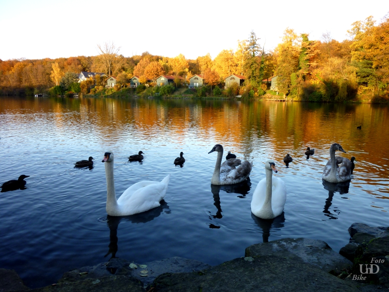 Eine Schwanenfamilie auf abendlicher Tour