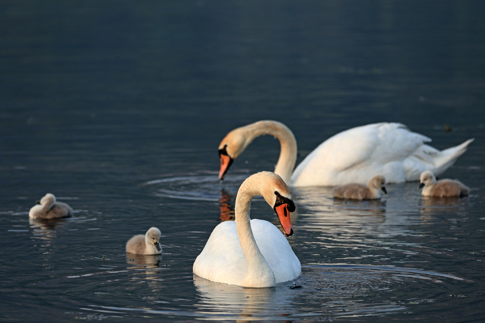 Eine Schwanenfamilie im warmen Morgenlicht...