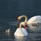 Eine Schwanenfamilie im warmen Morgenlicht...