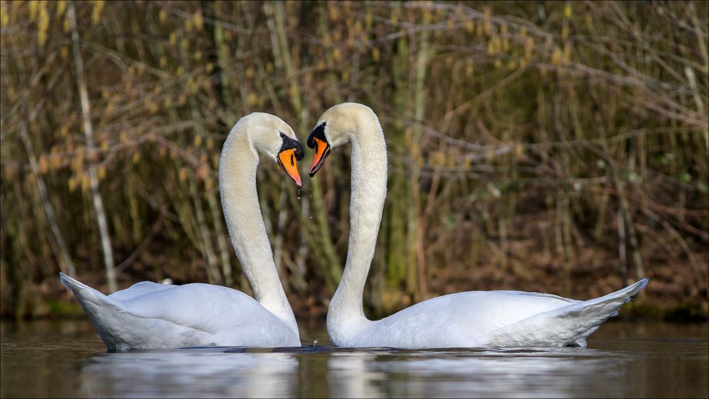 Eine Schwanenliebe