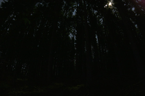 Eine Schwarzbär bei Nacht in einem dunklen Tannenwald