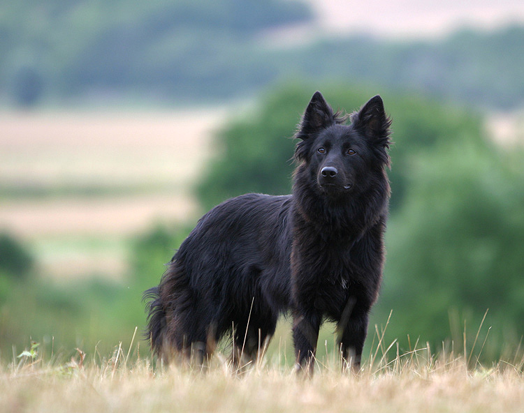 Eine Schwarze