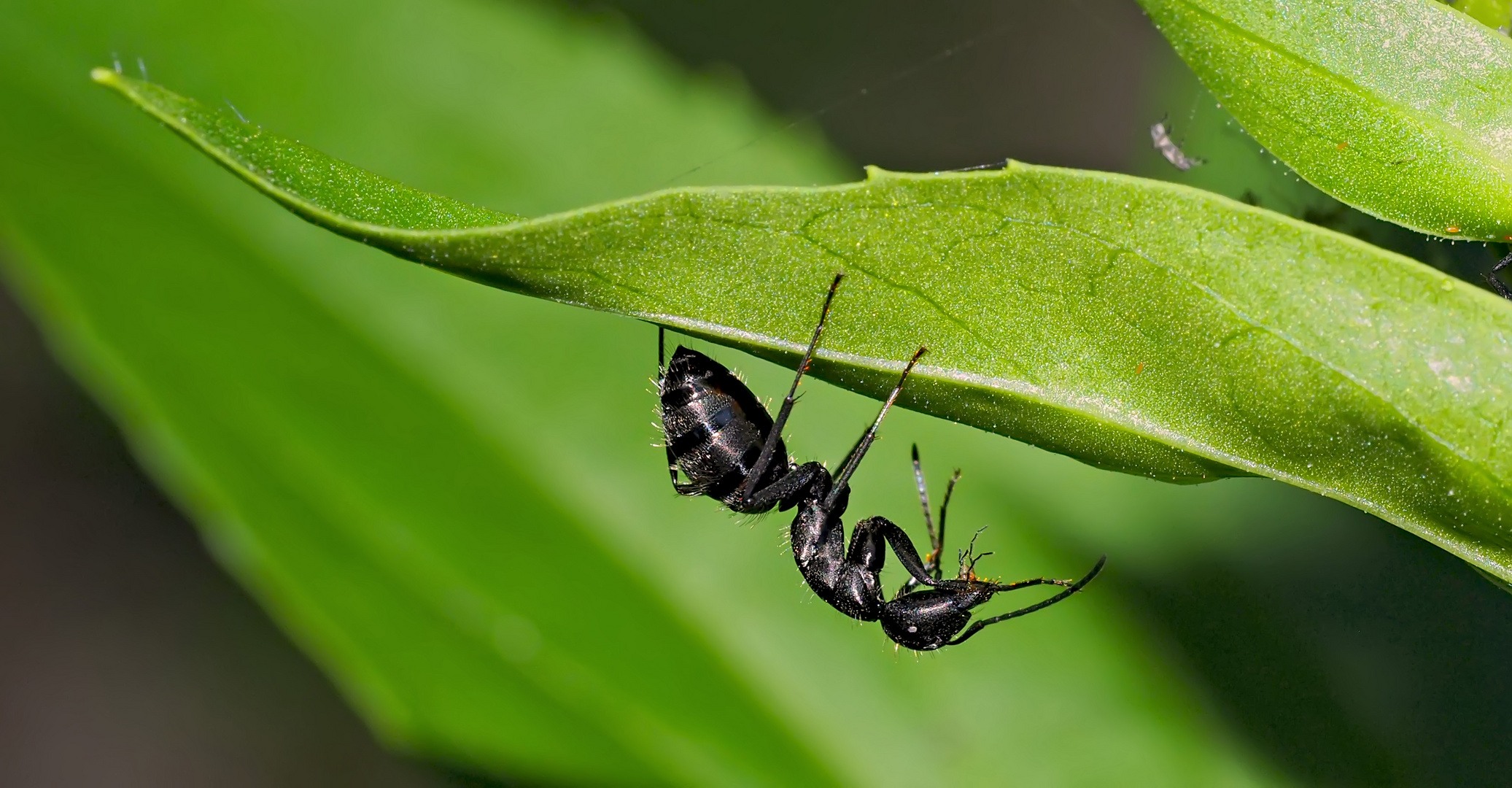 Eine schwarze Ameise entdeckt die Welt! - Une fourmi noire découvre le monde!