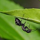 Eine schwarze Ameise entdeckt die Welt! - Une fourmi noire découvre le monde!