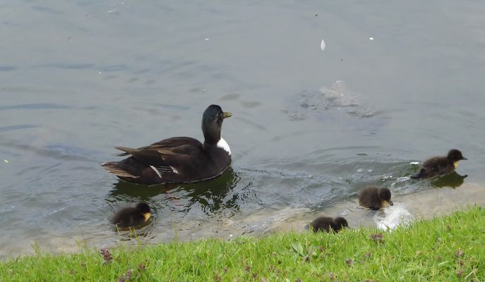 Eine schwarze Entenmutter...