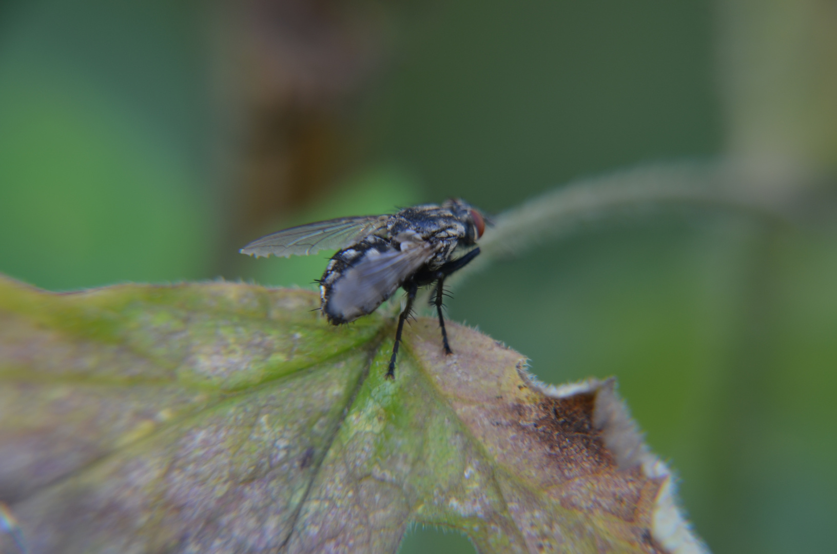 eine schwarze Fliege 