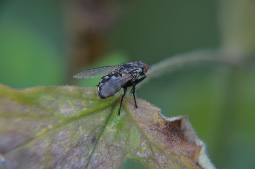 eine schwarze Fliege Foto & Bild tiere, schwarze fliege, natur Bilder