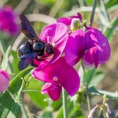 Eine Schwarze Holzbiene vom 15.07. 22