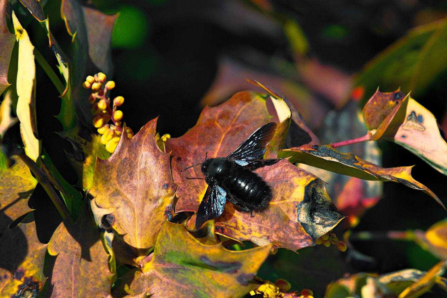 eine schwarze Hummel...