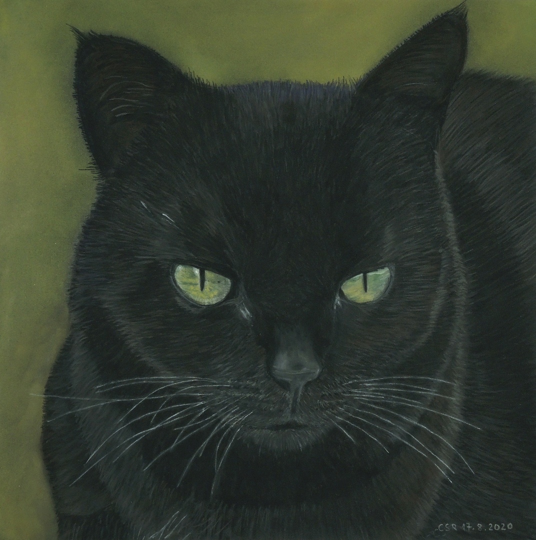 Eine schwarze Katze - mit Pastellkreide gemalt