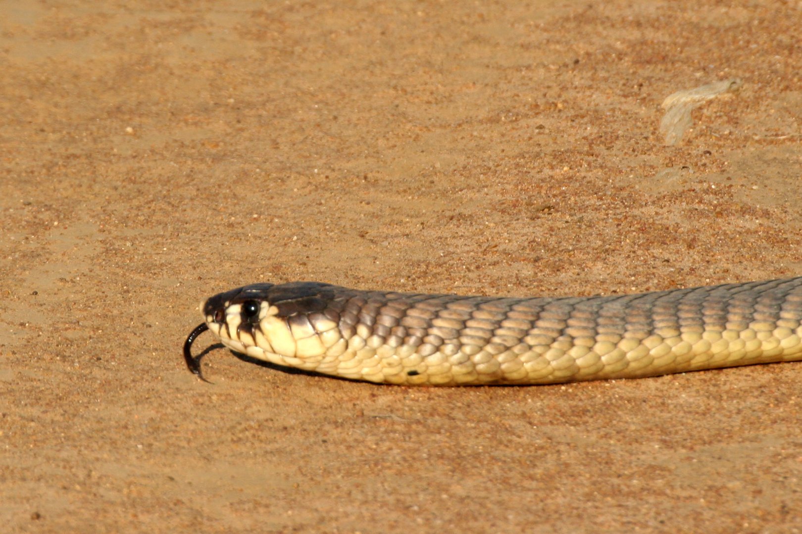 Eine schwarze Mamba kreuzt unseren Weg