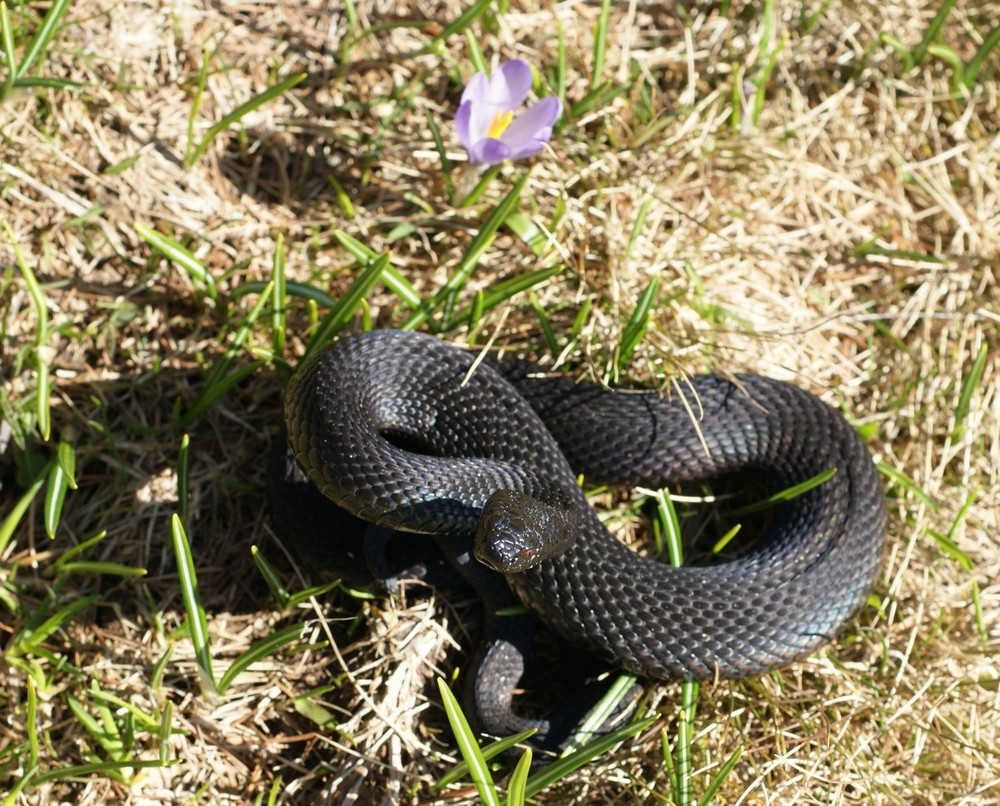 "eine schwarze Schlange" Foto & Bild tiere, wildlife, amphibien