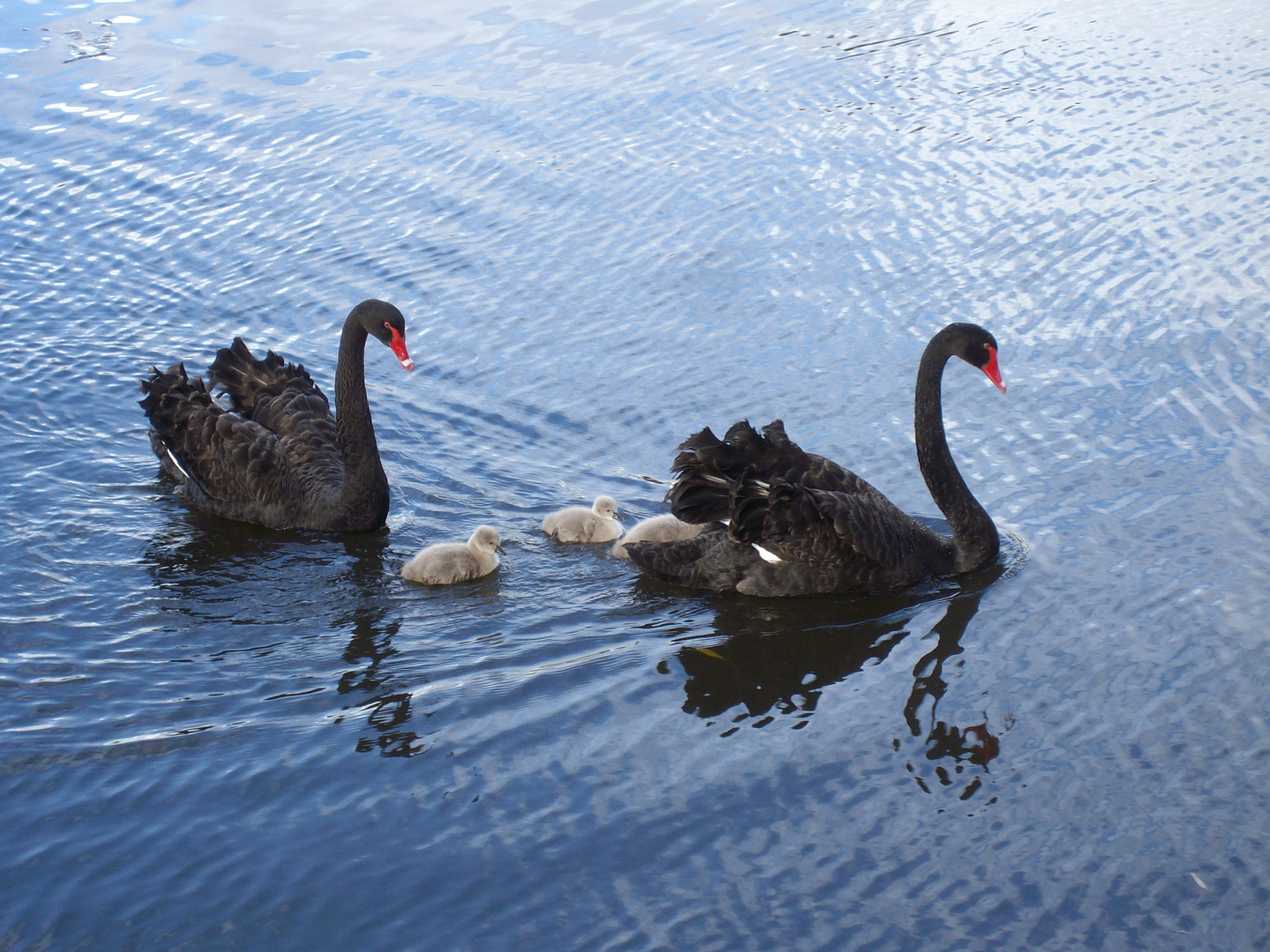 Eine schwarze Schwanenfamilie