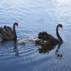 Eine schwarze Schwanenfamilie