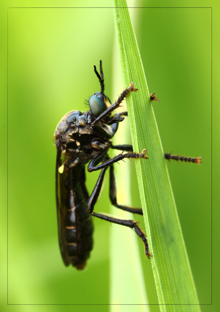 eine....?    Schwarzen Habichtsfliege   (Dioctria atricapilla)