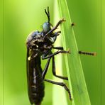 eine....?    Schwarzen Habichtsfliege   (Dioctria atricapilla)