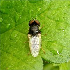 Eine Schweb- oder eine Waffenfliege? Oplodonta viridula - eine Waffenfliege (danke, Gerdt!)