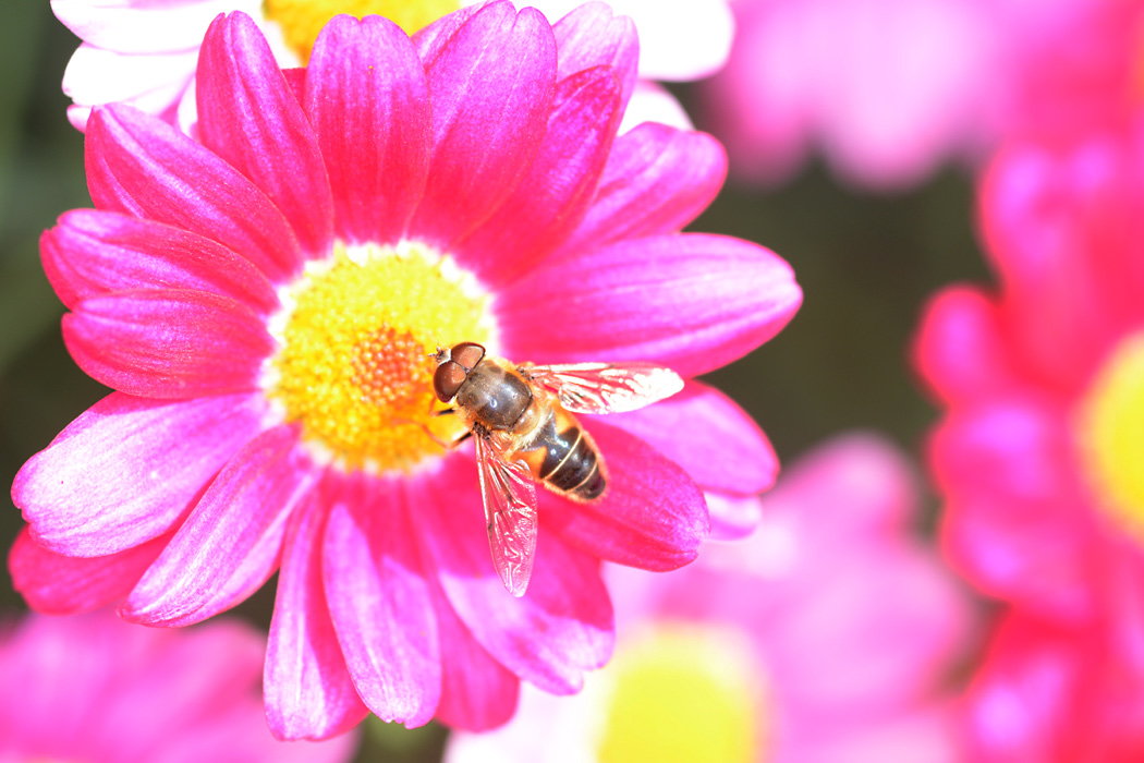 Eine Schwebefliege auf rosa Blüte