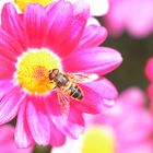 Eine Schwebefliege auf rosa Blüte