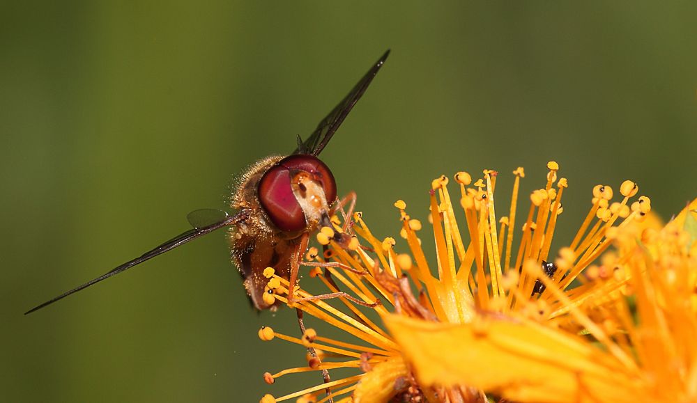 Eine Schwebefliege beim.........