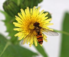 Eine Schwebefliege stärkt sich