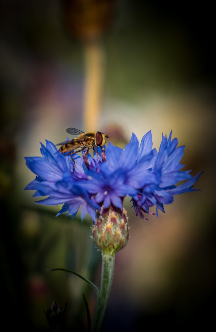 Eine Schwebfiege auf der Kornblume 