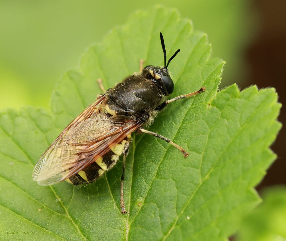 eine Schwebfliege