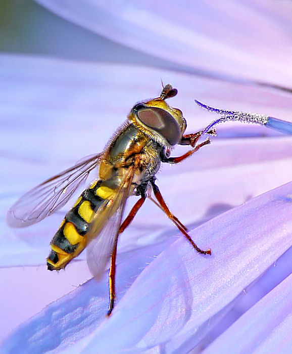 Eine Schwebfliege