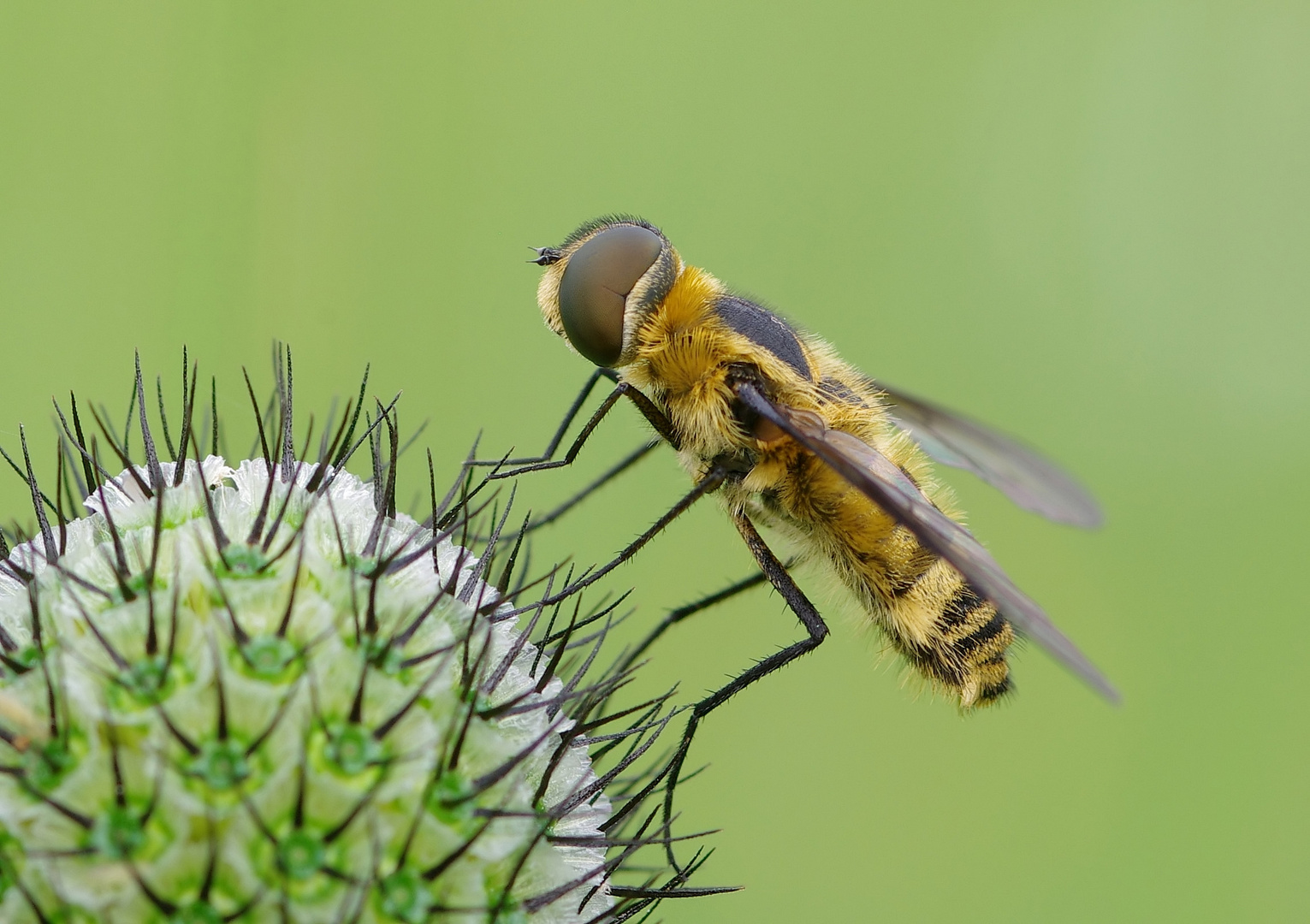 Eine Schwebfliege...