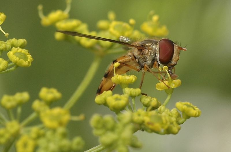 eine schwebfliege