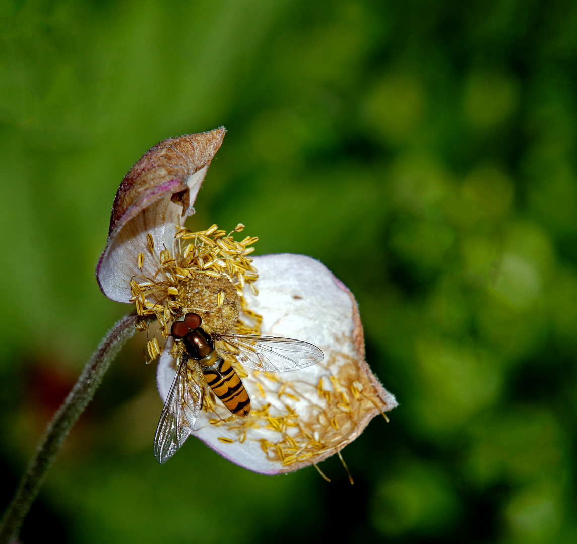 Eine Schwebfliege