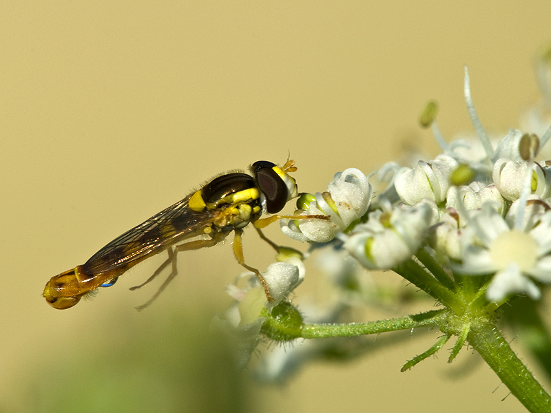 Eine Schwebfliege