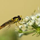 Eine Schwebfliege