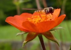 Eine Schwebfliege als Fotomodel