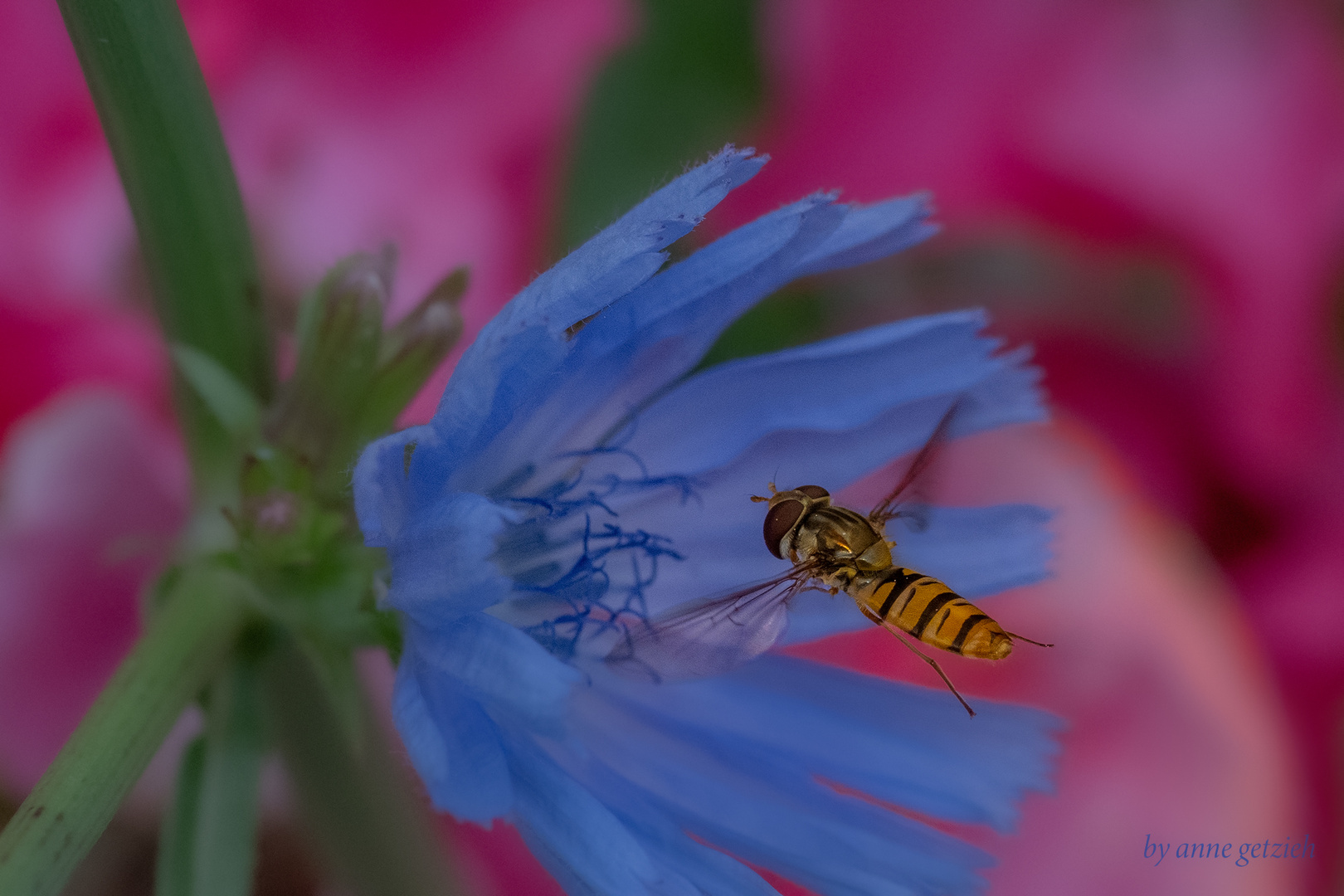 eine schwebfliege auf dem weg .... 