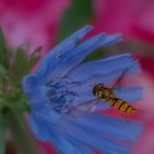 eine schwebfliege auf dem weg .... 