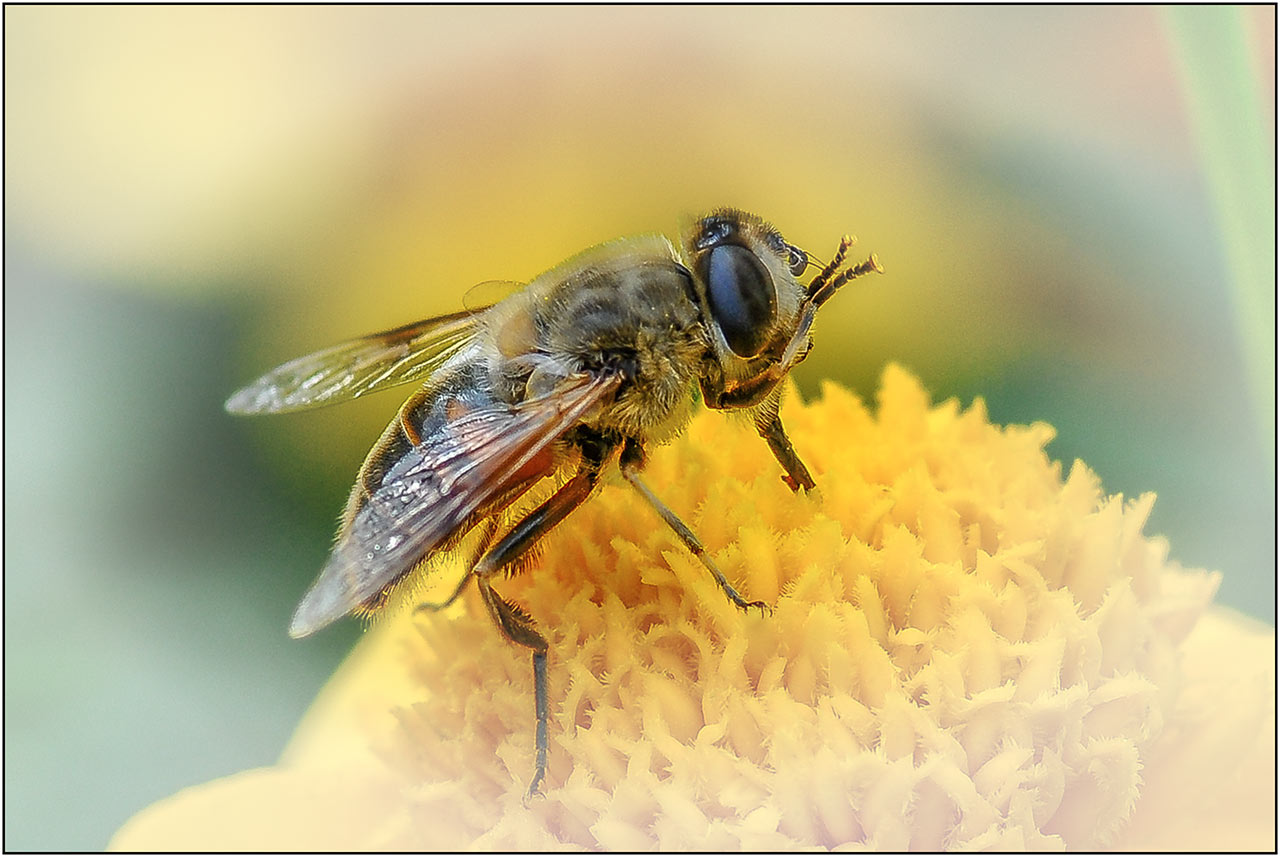 eine Schwebfliege auf der Blüte