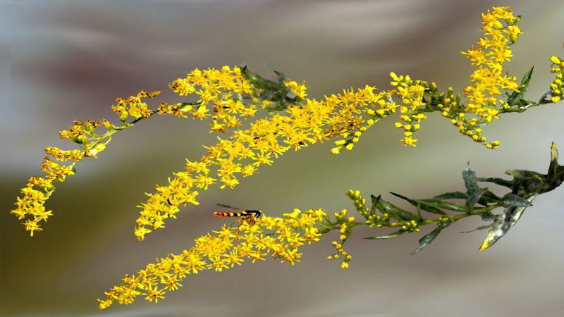 Eine Schwebfliege auf der Goldrute