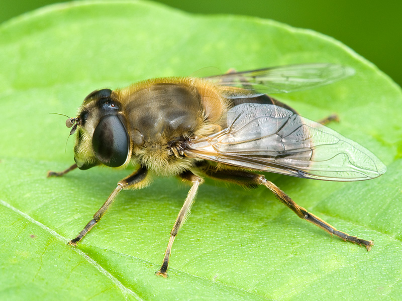 Eine Schwebfliege - aus der Nähe betrachtet