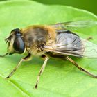 Eine Schwebfliege - aus der Nähe betrachtet