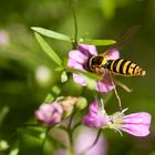 eine Schwebfliege