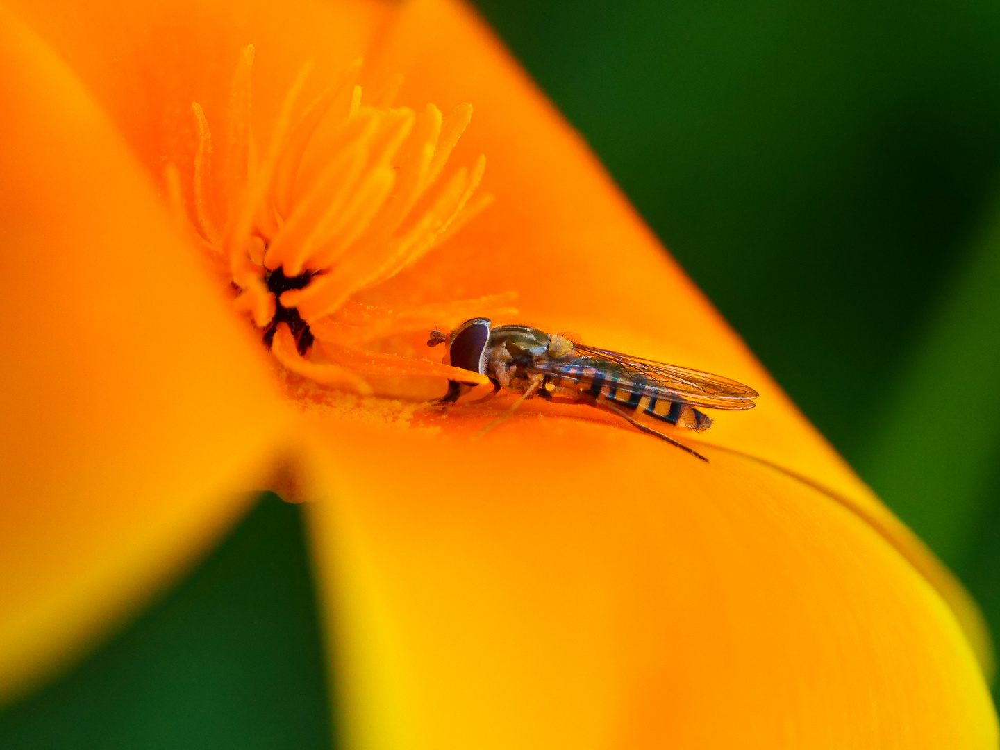 Eine Schwebfliege bei der Nahrungsaufnahme