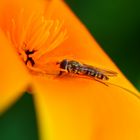 Eine Schwebfliege bei der Nahrungsaufnahme