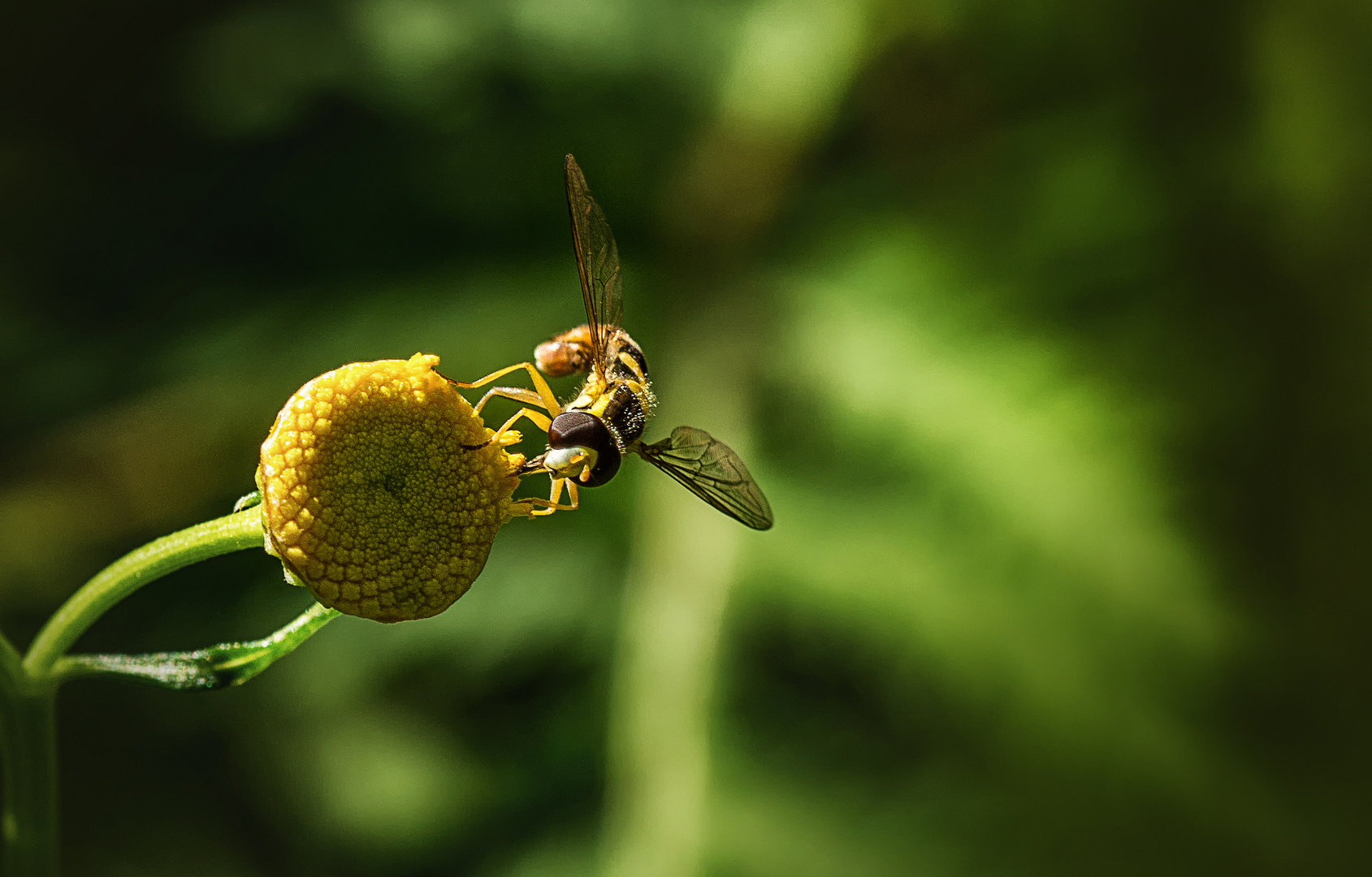 Eine Schwebfliege