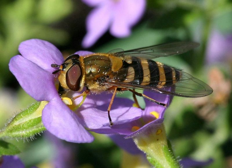 Eine Schwebfliege