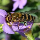 Eine Schwebfliege