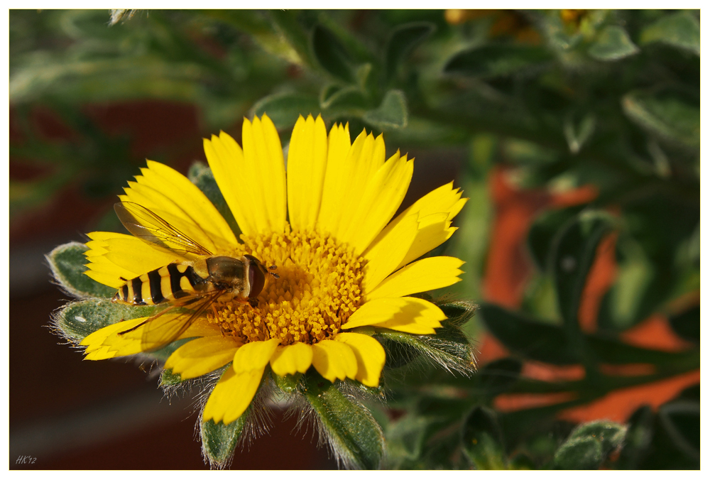 Eine Schwebfliege